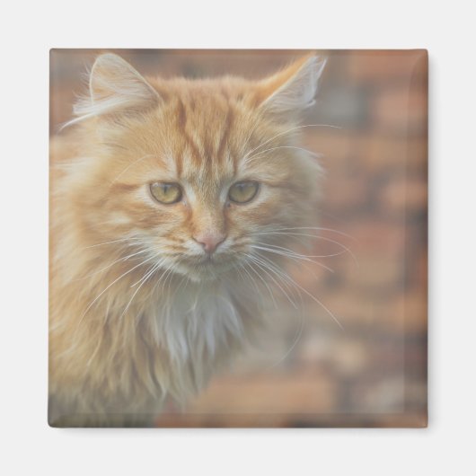 Cute Funky Ginger Cat Kitten Face Magneet (Voorkant)