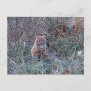 Cute Funky Ginger Cat Kitten Verborgen in Grass Briefkaart