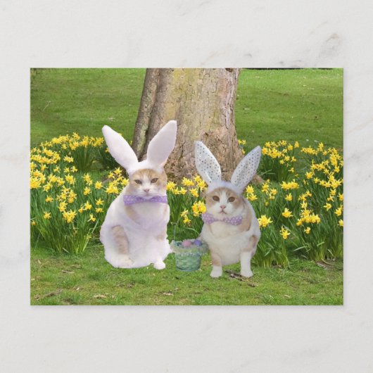Cute, Funny Bunny Cats Briefkaart (Voorkant)