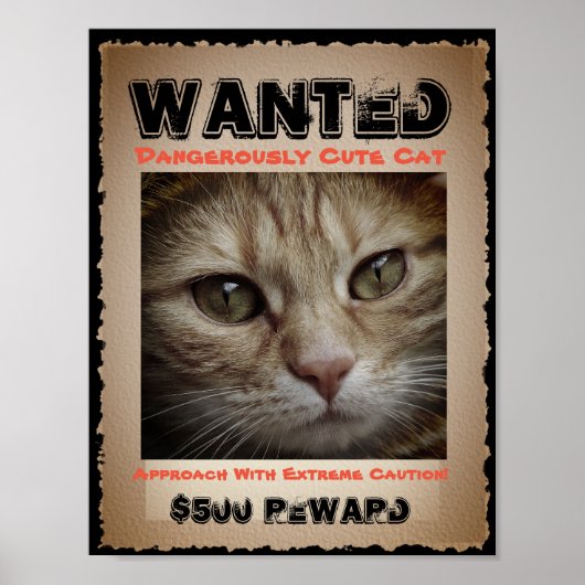Cute Funny Cat Wanted Afbeelding Poster (Voorkant)
