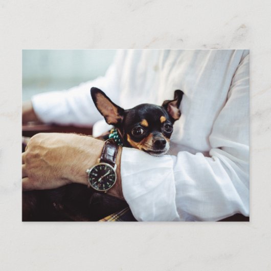 Cute & Funny Chihuahua briefkaart (Voorkant)