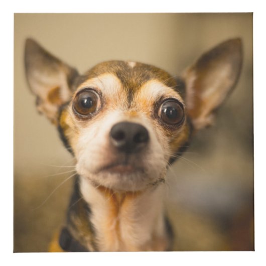 Cute & Funny Dogs (et / ou VOS photos) cube (Devant)