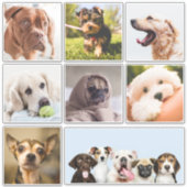 Cute & Funny Dogs (of UW foto's)-stickers Sticker (Voorkant)