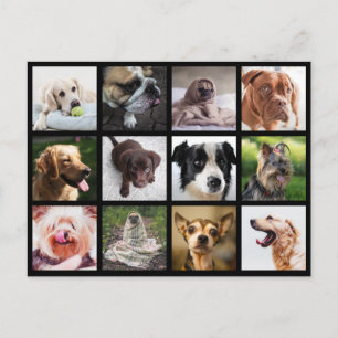 Cute & Funny Dogs Photo Collage briefkaart