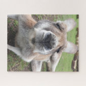 Cute Funny Face Kangaroo Educatieve Dierenfoto Legpuzzel (Horizontaal)
