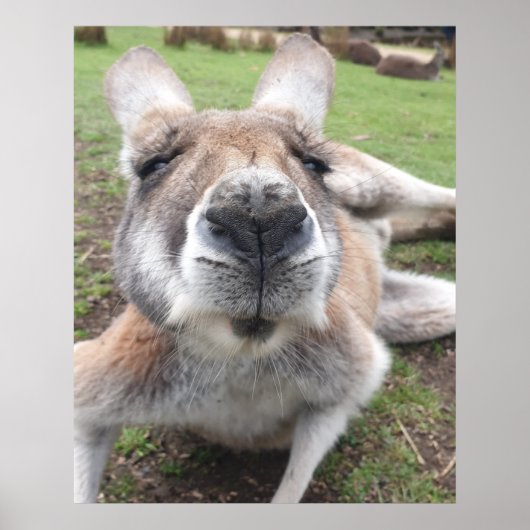 Cute Funny Face Kangaroo Educatieve Dierenfoto Poster (Voorkant)