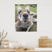 Cute Funny Face Kangaroo Educatieve Dierenfoto Poster (Keuken)