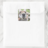 Cute Funny Face Kangaroo Educatieve Dierenfoto Vierkante Sticker (Tas)