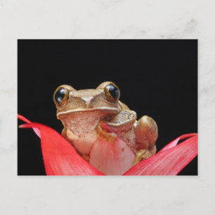 Cute, Funny Frog Holding op Lily - Briefkaart