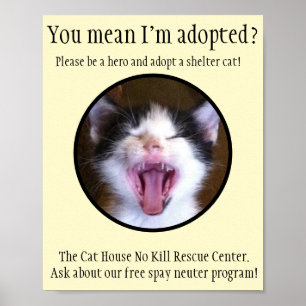 Cute Funny Kitten Foto adopteert een Shelter Cat Poster