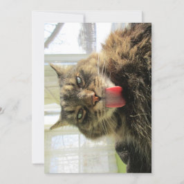 Cute Funny Maine Coon Cat Tongue