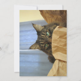 Cute Funny Maine Coon Kat dat ik hier niet ben