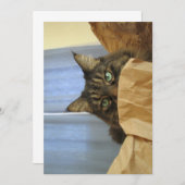 Cute Funny Maine Coon Kat dat ik hier niet ben (Voorkant / Achterkant)