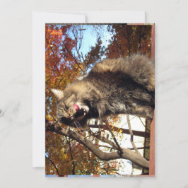 Cute Funny Maine Coon Kat Delicious