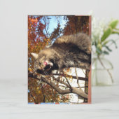 Cute Funny Maine Coon Kat Delicious (Staand voorkant)