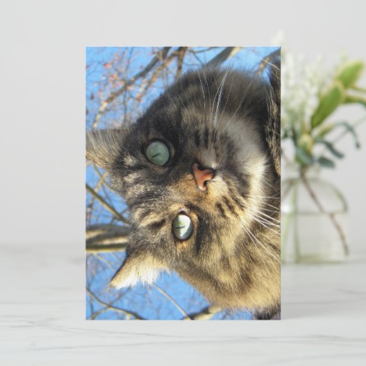 Cute Funny Maine Coon Kat Fuzzy Face (Staand voorkant)