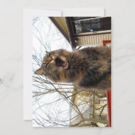 Cute Funny Maine Coon Kat Ik ben een vogelhuis