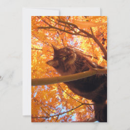 Cute Funny Maine Coon Kat Tree