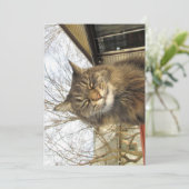 Cute Funny Maine Coon Kat zo blij (Staand voorkant)
