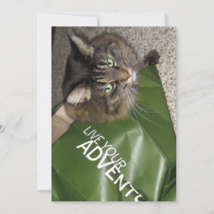 Cute Funny Maine Coon Kitty Cat de avonturier