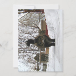 Cute Funny Maine Coon laat het sneeuwen