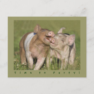 Cute Funny Piglets Birthday Party Kaart