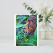 Cute furry cuscus possum die naar camera kijkt briefkaart (Staand voorkant)