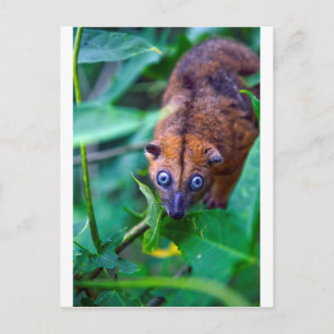 Cute furry cuscus possum die naar camera kijkt briefkaart