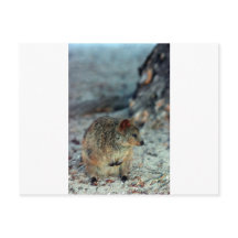 Cute fury Quokka op het eiland Rottnest