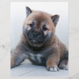 Cute Fuzzy Puppy Dog Flyer