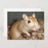 Cute Gerbil Briefkaart (Voorkant / Achterkant)