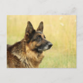 Cute German Shepherd Briefkaart (Voorkant)