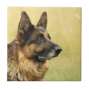 Cute German Shepherd Tile Tegeltje
