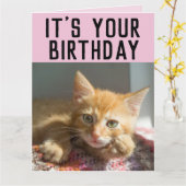 CUTE GINGER CAT KITTEN CARTES D'ANNIVERSAIRE (Fleur jaune)