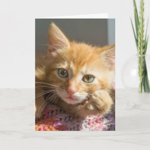 CUTE GINGER CAT KITTEN HALLO CARDS KAART