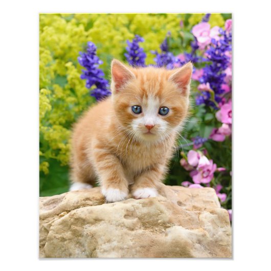 Cute Ginger Cat Kitten in een blote tuin - Foto Afdruk (Voorkant)