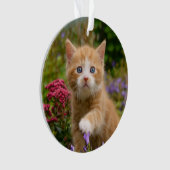 Cute Ginger Chat Kitten dans un jardin Photo Portr (devant)