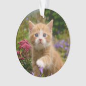 Cute Ginger Chat Kitten dans un jardin Photo Portr (devant)