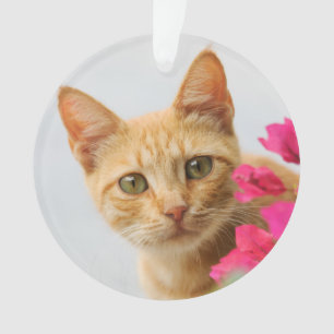 Cute Ginger Chat Kitten Vous regarder autour acryl