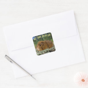 Cute Ginger Guinee Foto in Natuur - aangepaste tek Vierkante Sticker