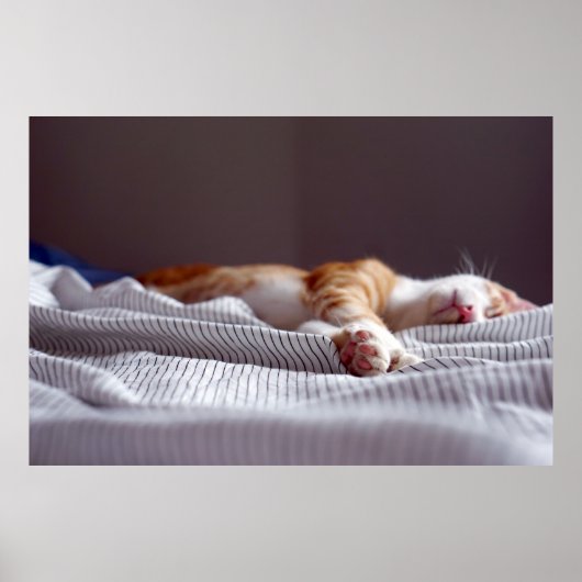 Cute Ginger Oranje Tabby Cat Slaping Poster (Voorkant)