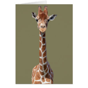 Cute giraffe