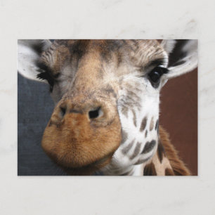 Cute Giraffe Briefkaart