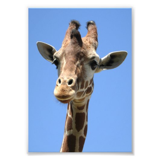 Cute Giraffe Photo Foto Afdruk (Voorkant)