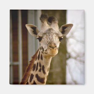 Cute Giraffe Photo Magnet Magneet