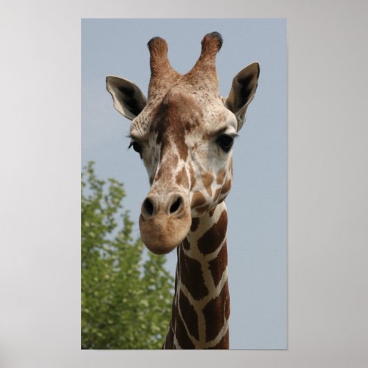 Cute Giraffe Poster (Voorkant)