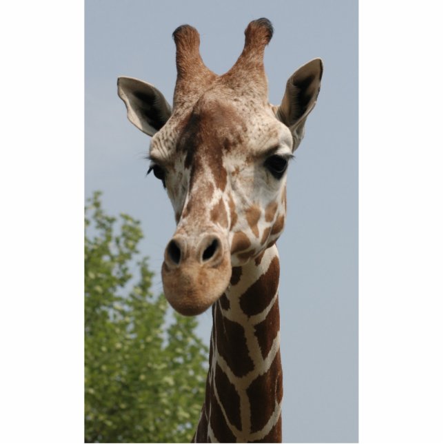 Cute Giraffe Staand Fotobeeldje (Voorkant)