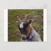 Cute Goat. Briefkaart (Voorkant)