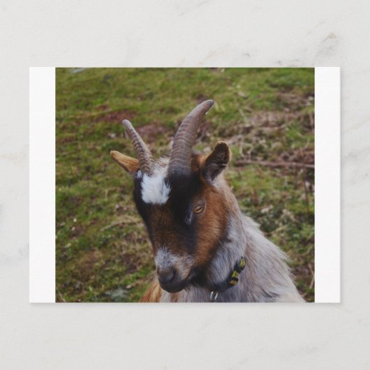 Cute Goat. Briefkaart (Voorkant)