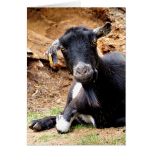 CUTE GOAT card
